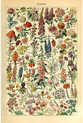 Meishe Művészeti Vintage Poszter Nyomtatás Virág, Virágos Botanikai Gyűjtemény Kerti Virágok, Növények Azonosítása Hivatkozási