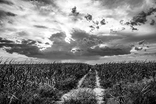 Ország Fotózás Print (keret nélkül) Fekete-Fehér Kép Kopott úton, a Mezőn, Ami a Nagy Égi Nebraskában Farm Wall Art