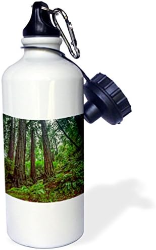 3dRose Redwoods Egy Dombon, a Közeli Erdőben Sport vizes Palackot, 21 oz, Természetes
